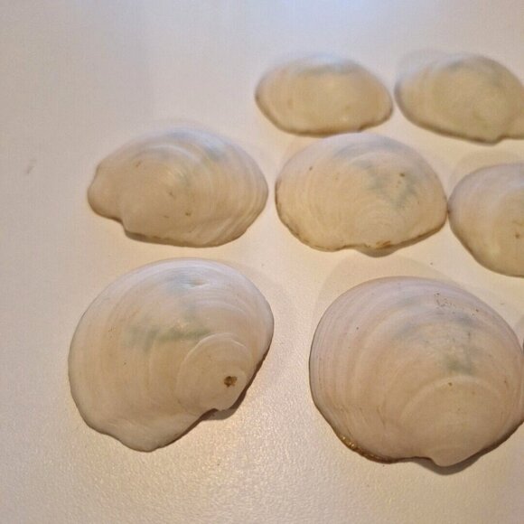 Hand Painted Scallop Shell Dishes Blue Floral Salt Trinket Vintage Set Of 11 - Picture 9 of 10